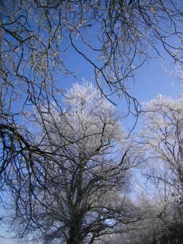 Froze tree 3.JPG